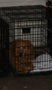 RosiePosie17041Ac2.jpg